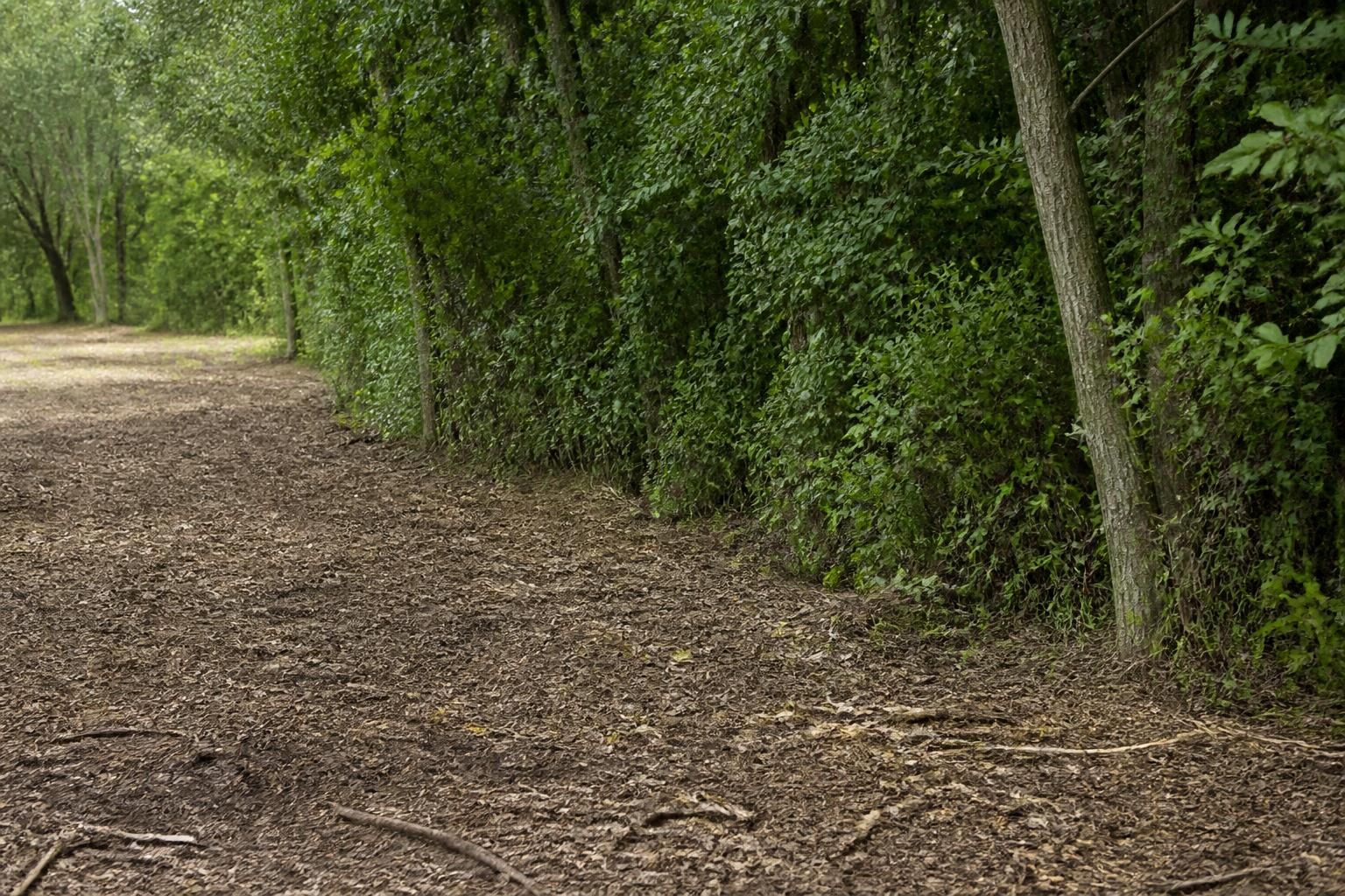 Brush-cleared area with low vegetation removed.