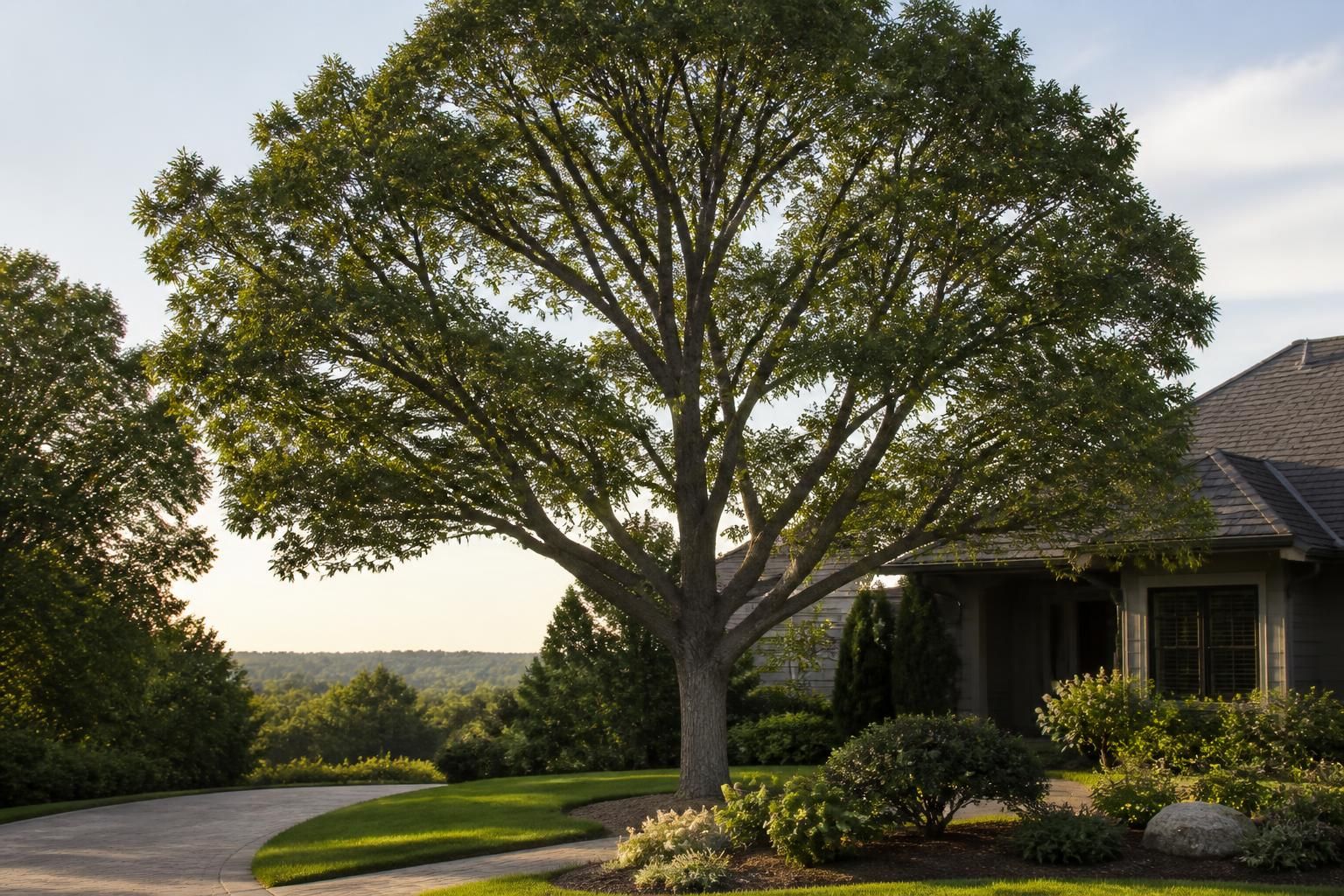 Mature tree with balanced structure in a calm landscape.