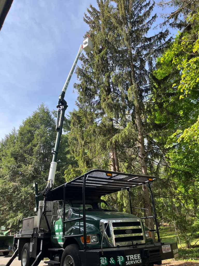 Tree Trimming