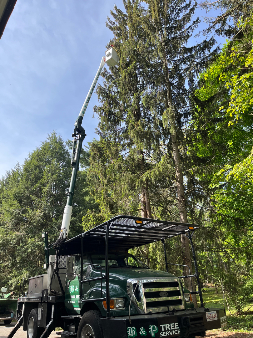 Arborist Working in Tall Birch