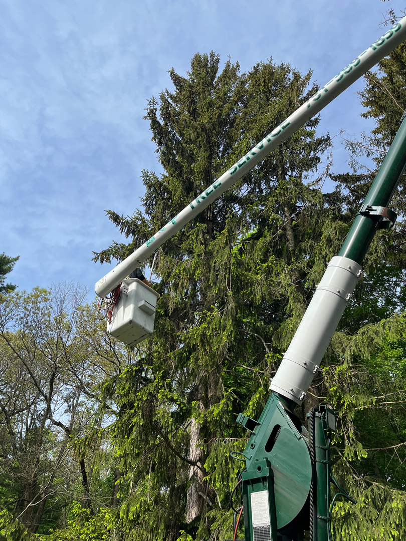 B & P Tree Services & Landscaping work detail